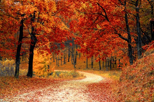 fall autumn red season